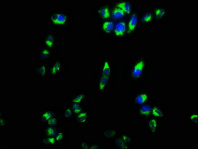 CPEB4 Antibody