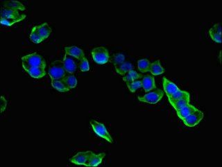 CPLX1 antibody