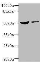 CPN1 Antibody