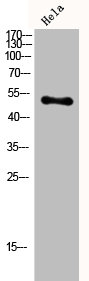 CPN1 Antibody