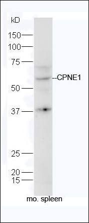 CPNE1 antibody