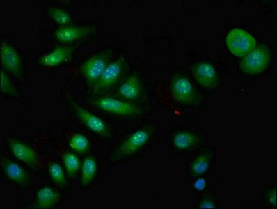 CPNE4 Antibody