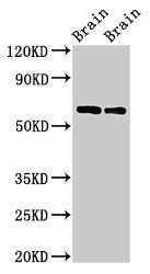 CPNE4 Antibody