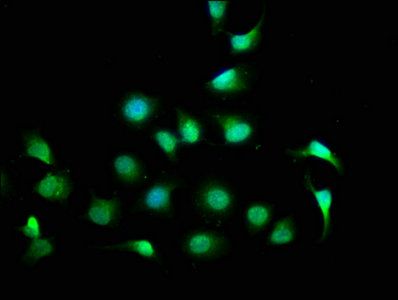 CPNE7 Antibody