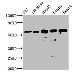 CPNE7 Antibody