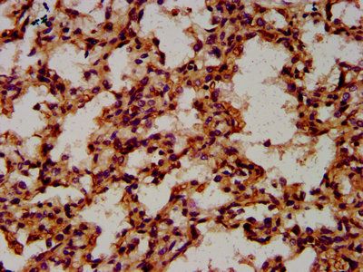 CPNE8 Antibody