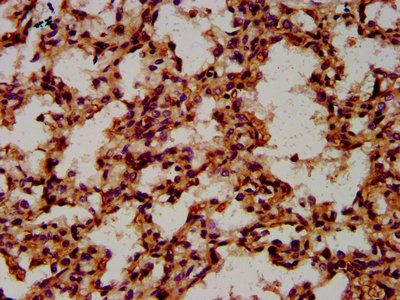 CPNE8 antibody