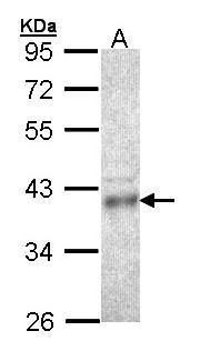CDK3 antibody