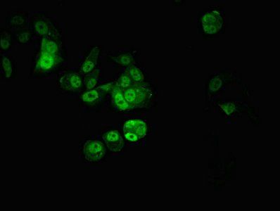 CPSF6 antibody