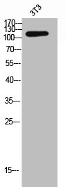 CR2 Antibody