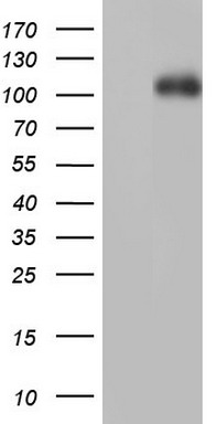 CRABP2 Antibody