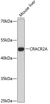 CRACR2A antibody