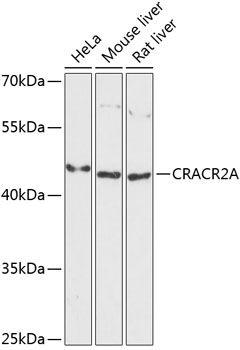 CRACR2A antibody