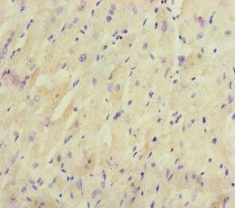 CRBN Antibody