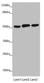 CRBN Antibody