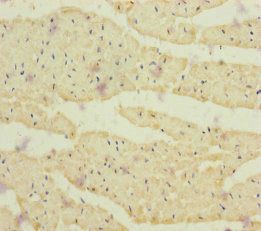 CRBN Antibody