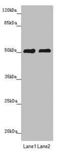 CRBN antibody