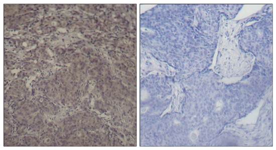 CREB(Phospho-Ser142) Antibody