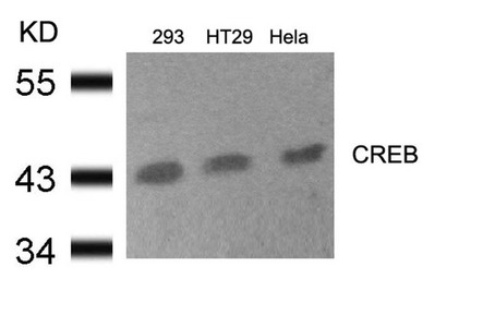 CREB1 (Ab-133) Antibody