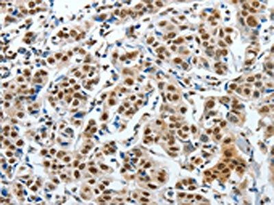 CREB1 Antibody