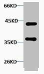 CREB1 Antibody