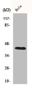 CREB1 Antibody