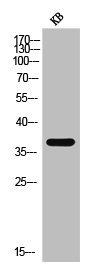 CREB1 Antibody