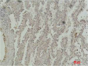 CREB1 Antibody