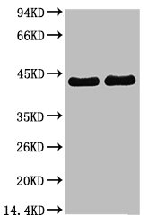CREB1 Antibody