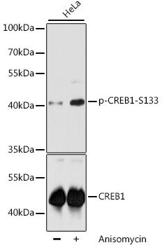 CREB1 (Phospho-S133) antibody