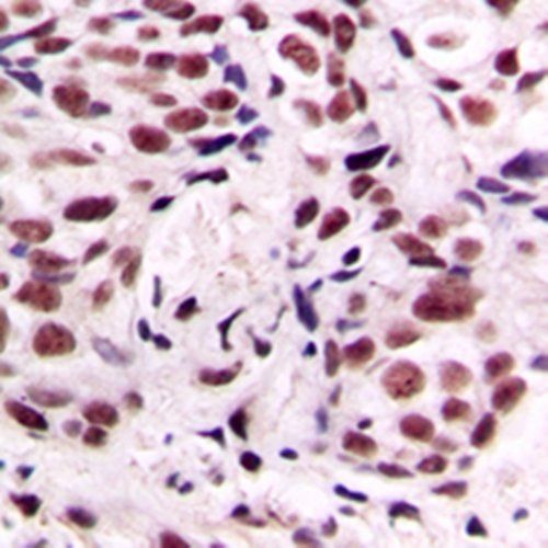 CREB1 (phospho-S133) antibody