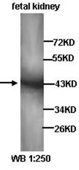 CREB1 Rabbit Polyclonal Antibody