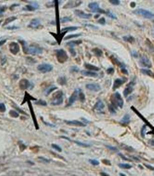 CREB1 Rabbit Polyclonal Antibody