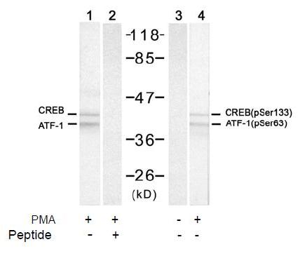 CREB (Phospho-Ser133) Antibody