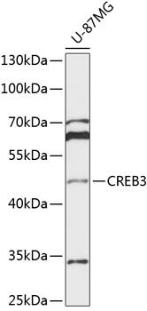 CREB3 antibody