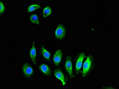 CREB3L1 antibody