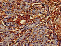 CREB3L1 Antibody