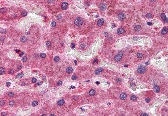 Goat anti-OASIS / CREB3L1 Antibody
