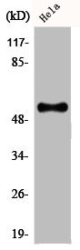 CREB3L2 antibody