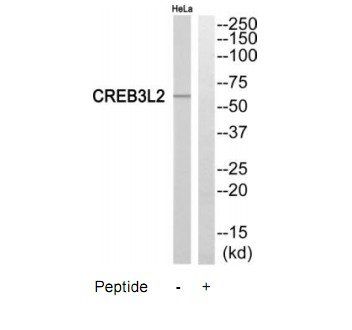 CREB3L2 antibody