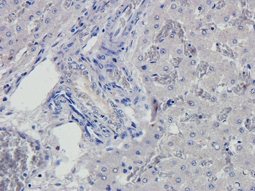 CREB3L3 antibody