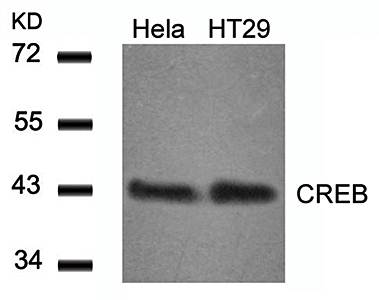 CREB (Ab29) Antibody