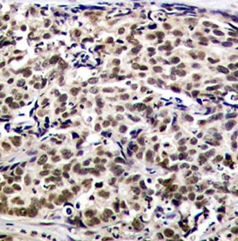 CREB (Ab29) Antibody