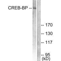 CREBBP Antibody