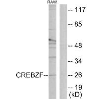 CREBZF antibody