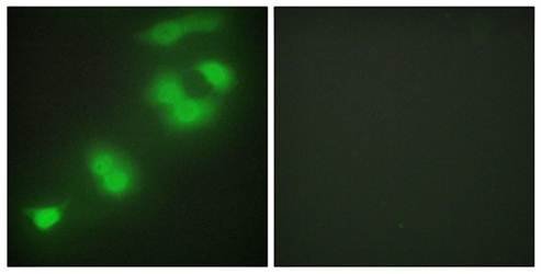 CREBZF Antibody