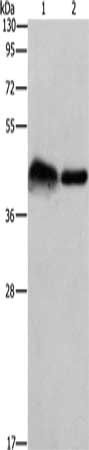 CRELD1 Antibody