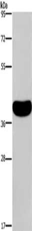 CRELD2 Antibody
