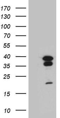 CREM Antibody