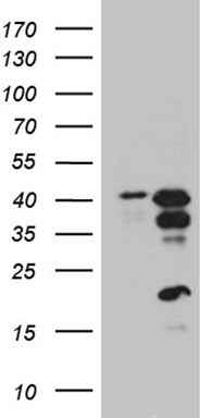 CREM Antibody